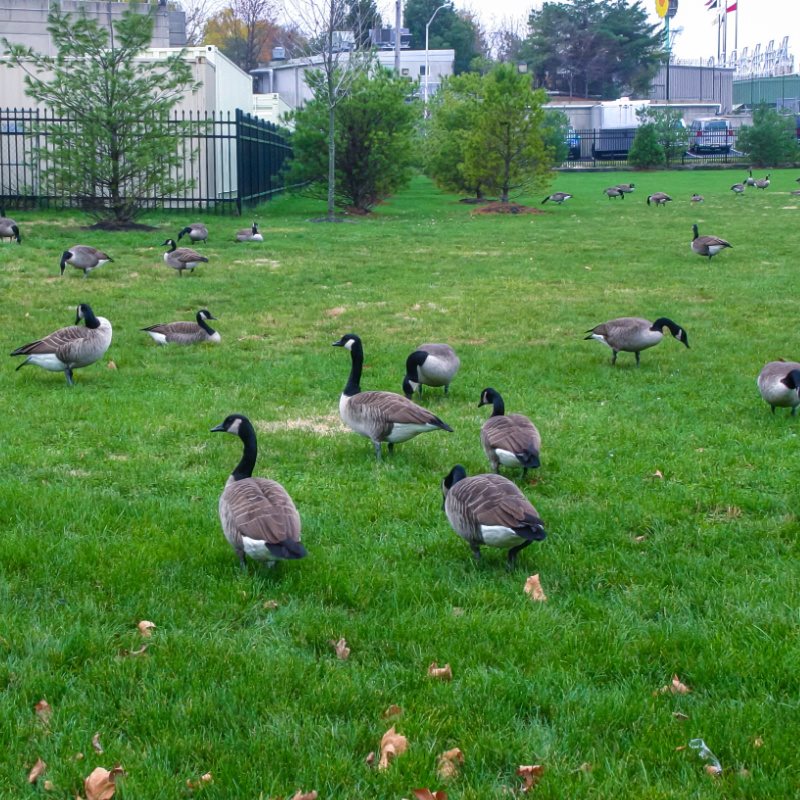 Group of canada geese- 2